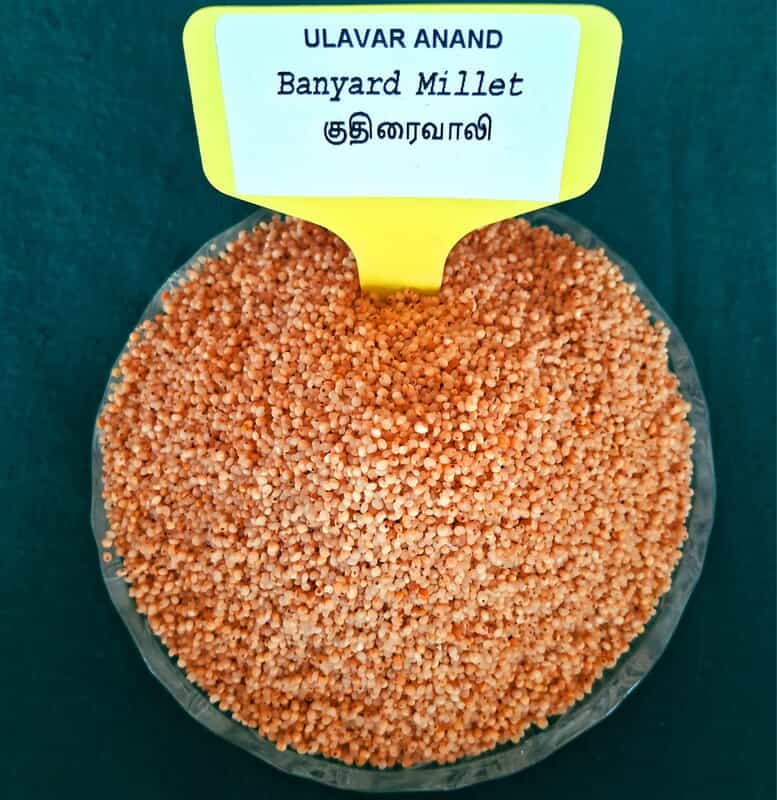 KUTHIRAIVAALI BANYARD 1KG (குதிரைவாலி | 1 Kg)