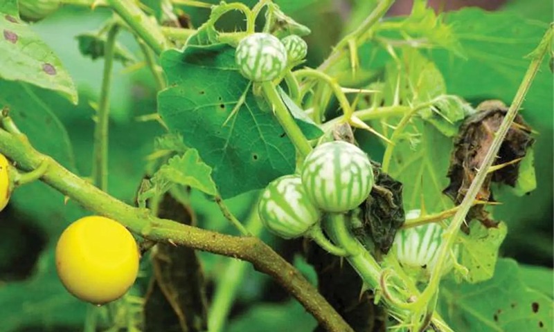 கண்டங்கத்திரி | Kandankathiri