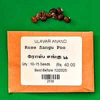 ரோஸ் சங்கு பூ | Rose Sangu Poo
