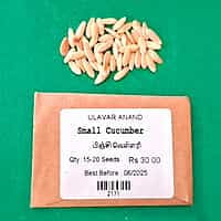 Baby CUCUMBER (வெள்ளரி - பிஞ்சி )