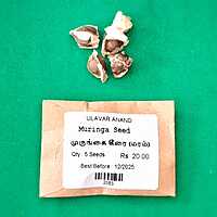 MURUNGAI SEED ( DRUMSTICK LEAVES ) (முருங்கை கீரை)