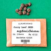 Curry Leaf ( கருவேப்பில்லை )
