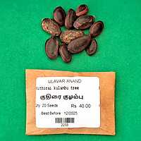 Kuthirai kulambu tree (குதிரை குழம்பு )