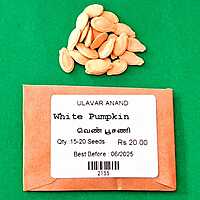 WHITE PUMPKIN (வெண் பூசணி)