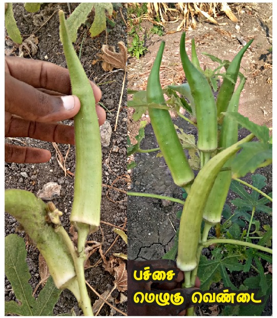 Melugu - Ladies finger ( மெழுகு வெண்டை )
