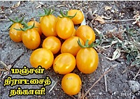 Yellow Graphes Tomato(மஞ்சள் திராட்சை தக்காளி)