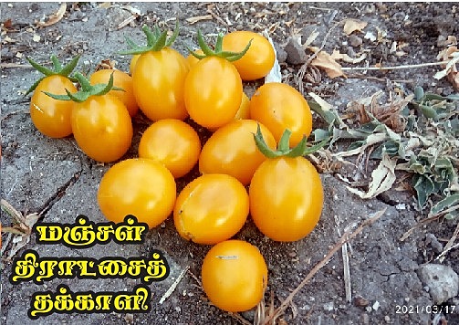 Yellow Graphes Tomato(மஞ்சள் திராட்சை தக்காளி)