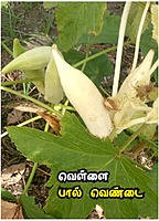 வெள்ளை வெண்டை | Vellai Vendai