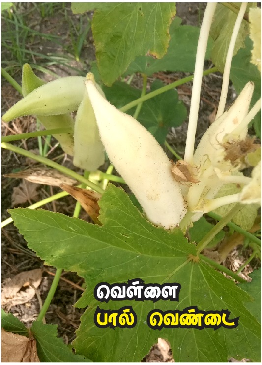 வெள்ளை வெண்டை | Vellai Vendai