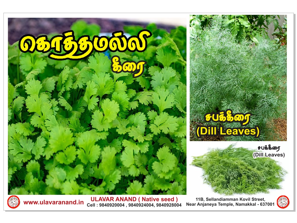 Sabak keerai ( சபக்கீரை )