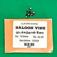 MUDAKATRAN KEERAI - BALLON VINE (முடக்கற்றான் கீரை)