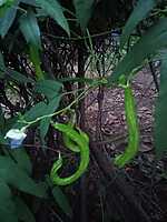 Winged beans ( நீட்ட சிறகு அவரை )