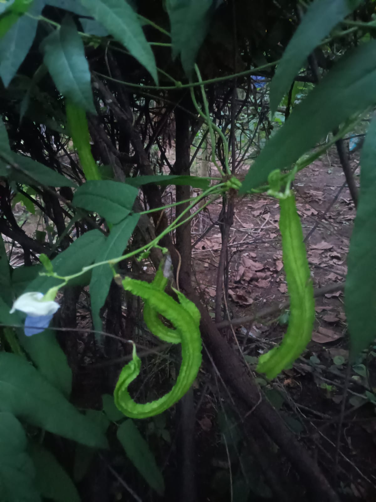 Winged beans ( நீட்ட சிறகு அவரை )