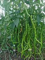 ஒரு அடி நீட்ட மிளகாய் | One Feet Long Chilly