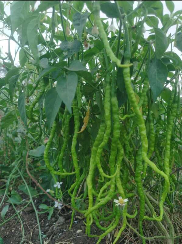 ஒரு அடி நீட்ட மிளகாய் | One Feet Long Chilly