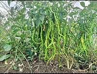 ஒரு அடி நீட்ட மிளகாய் | One Feet Long Chilly