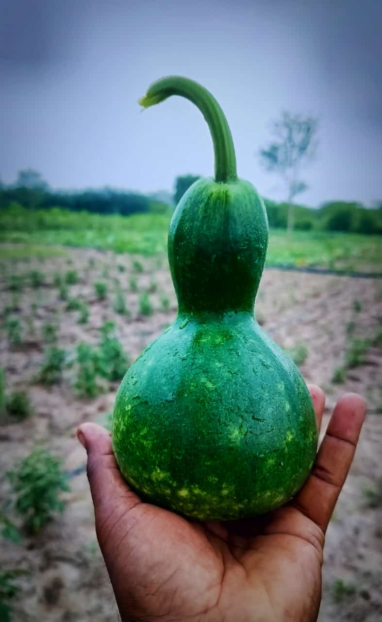 KUMBA SURAI (கும்ப சுரைக்காய்)