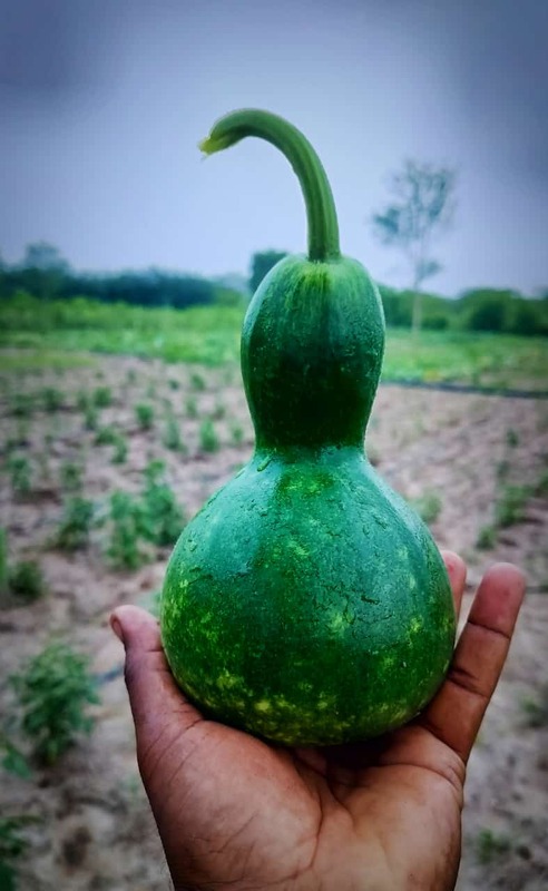 KUMBA SURAI (கும்ப சுரைக்காய்)