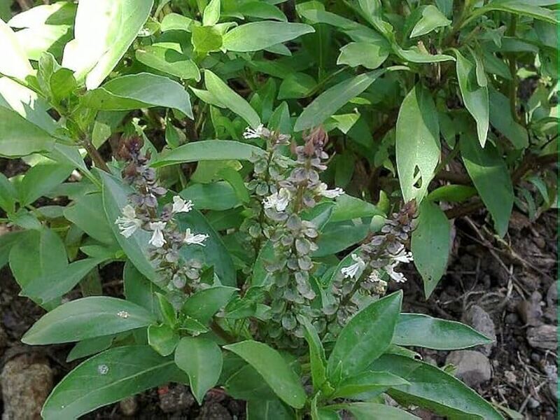 Tirunitru pachilai | திருநீற்று பச்சிலை