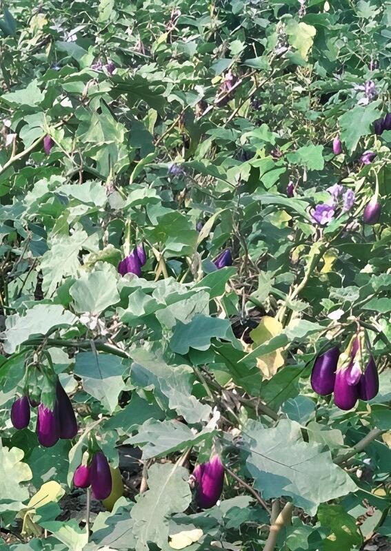 கொத்து கத்தரி | Kothu brinjal