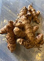 வெள்ளை கஸ்துரி மஞ்சள் விதை | White Kasthuri Manjal Seed