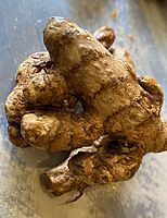 வெள்ளை கஸ்துரி மஞ்சள் விதை | White Kasthuri Manjal Seed