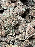 Chocolope Exterior