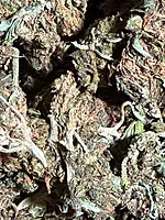 Chocolope Exterior