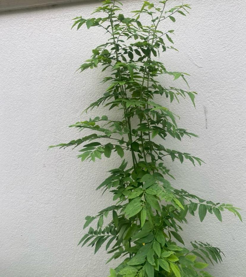 தவசிகீரை நாற்று | Thavasikeerai Natru (Multivitamin Plant)