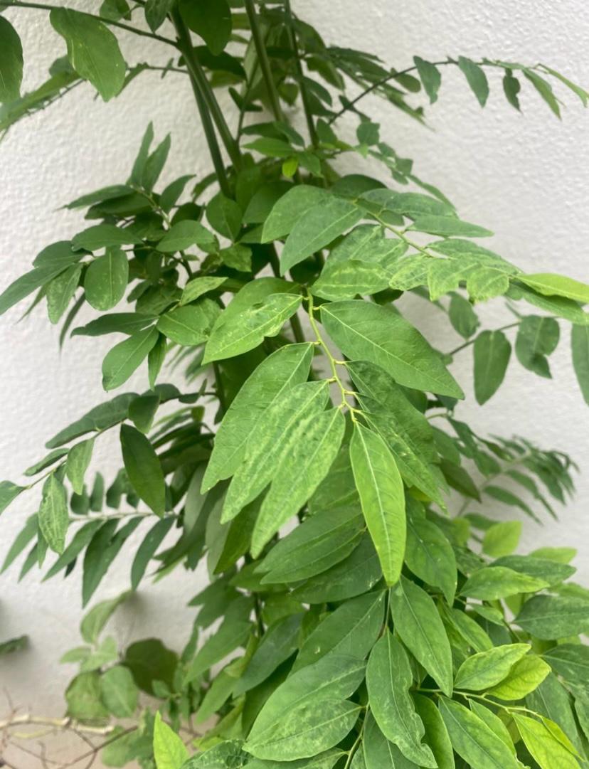 தவசிகீரை நாற்று | Thavasikeerai Natru (Multivitamin Plant)