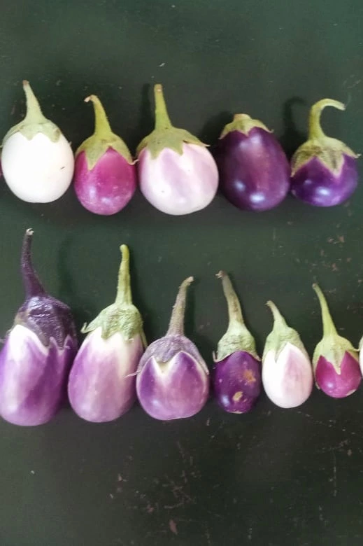 Multi Variety Brinjal | பலநிற  கத்தரி