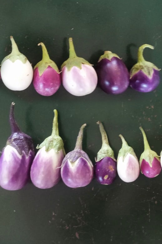 Multi Variety Brinjal | பலநிற கத்தரி