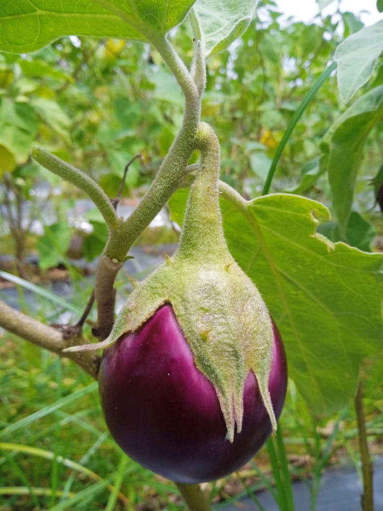 Ilavambadi Thorn Brinjal |இலவம்பாடி முள்ளு கத்திரி