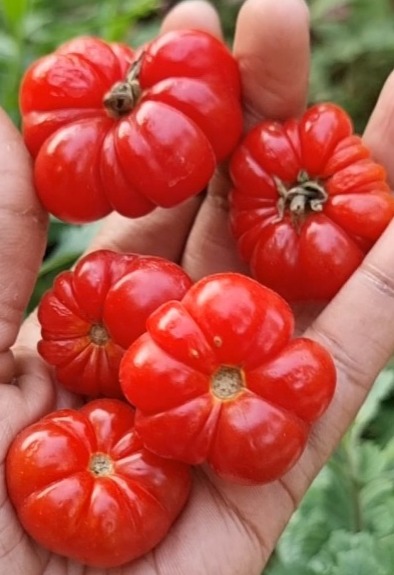 Flag Liberia Tomato | கொடி லைபீரியா தக்காளி