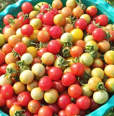 Flag red wild tomato | கொடி சிகப்பு காட்டு தக்காளி