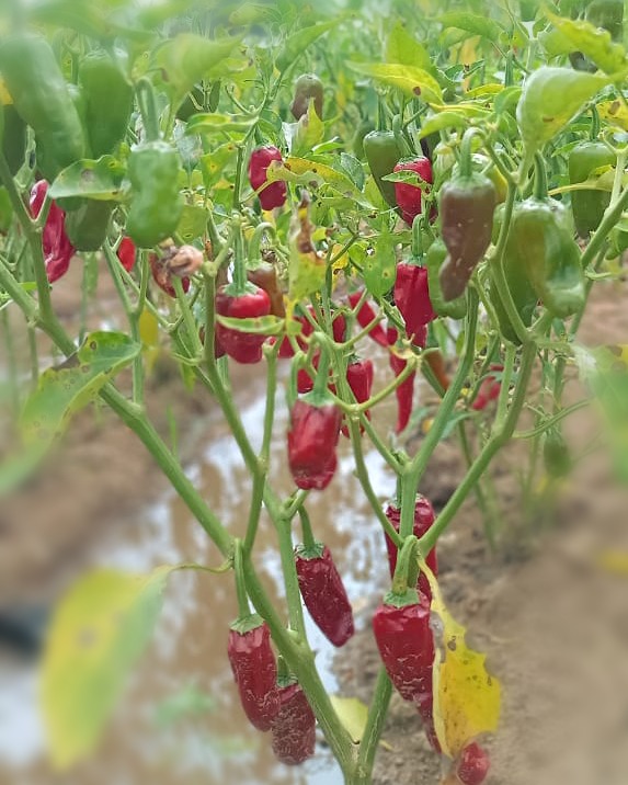 Kanchipuram Chilly | காஞ்சிபுரம் கார் மிளகாய்