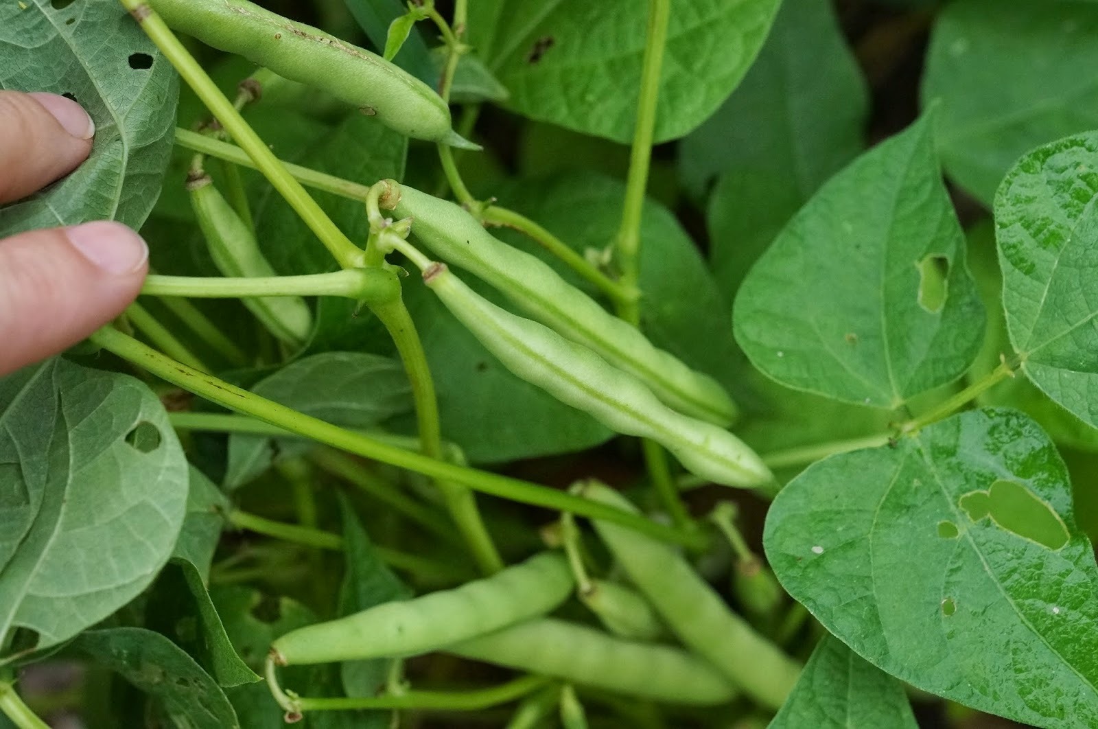 Kari Beans | கருப்பு பீன்ஸ்