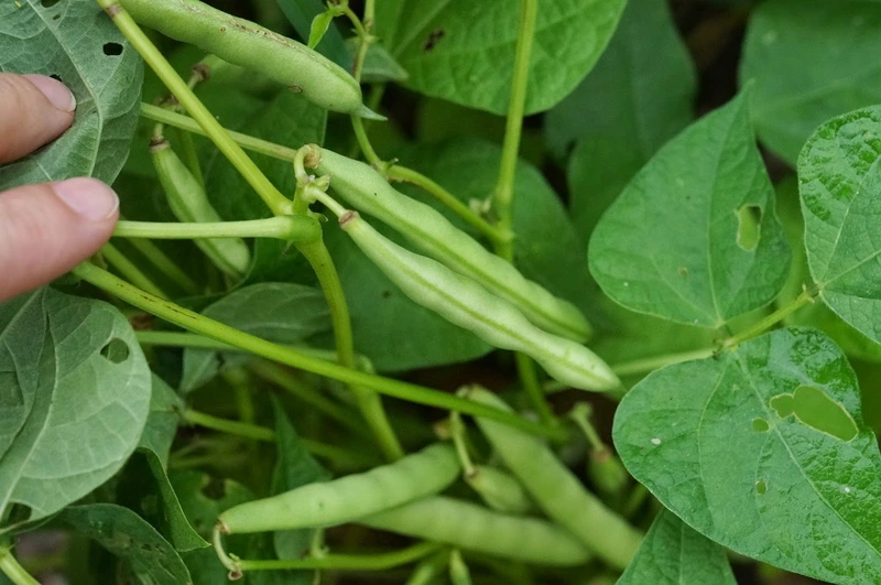Kari Beans | கருப்பு பீன்ஸ்