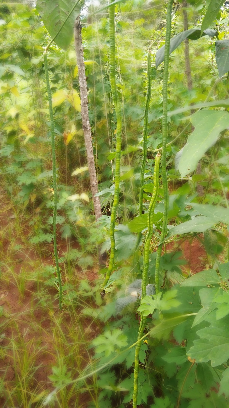 Green Yard Bean | பச்சை கொடி காராமணி