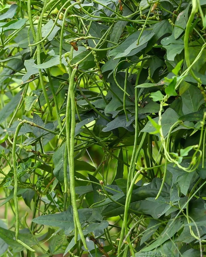 BlackYard Bean |  கருப்பு கொடி காராமணி