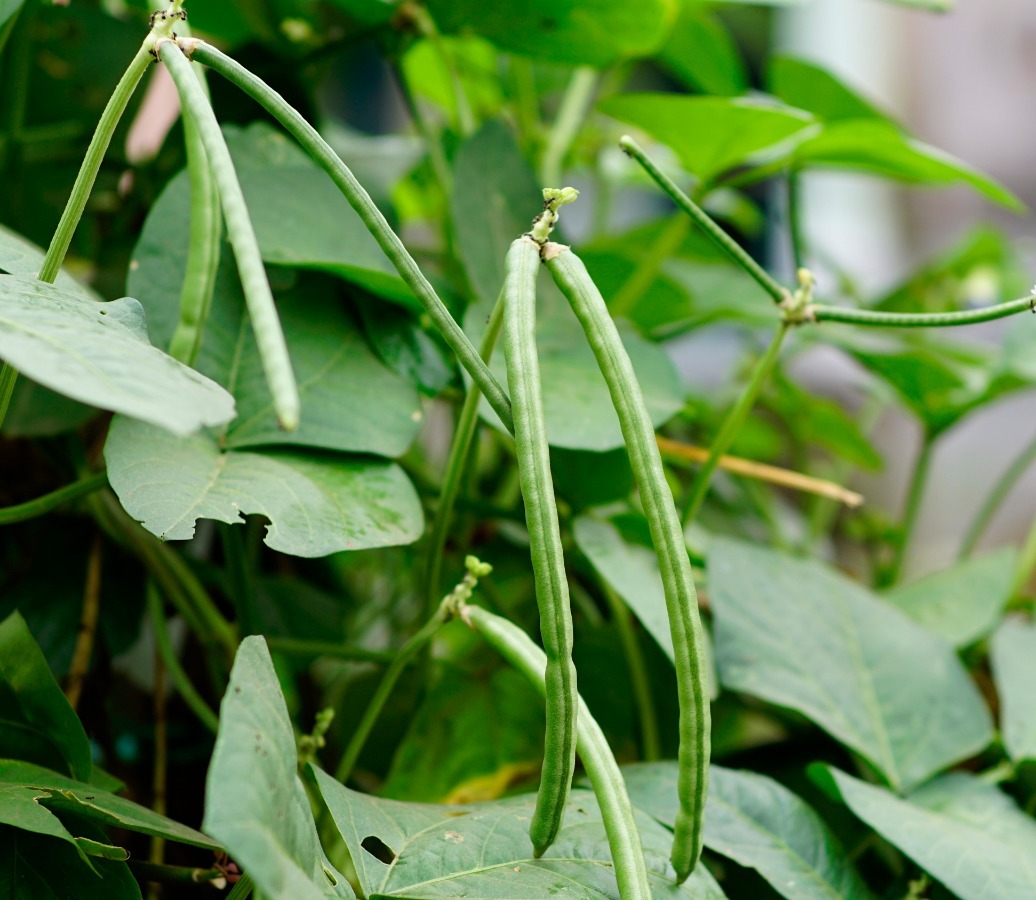 Thattai Bean  | தட்டை காராமணி