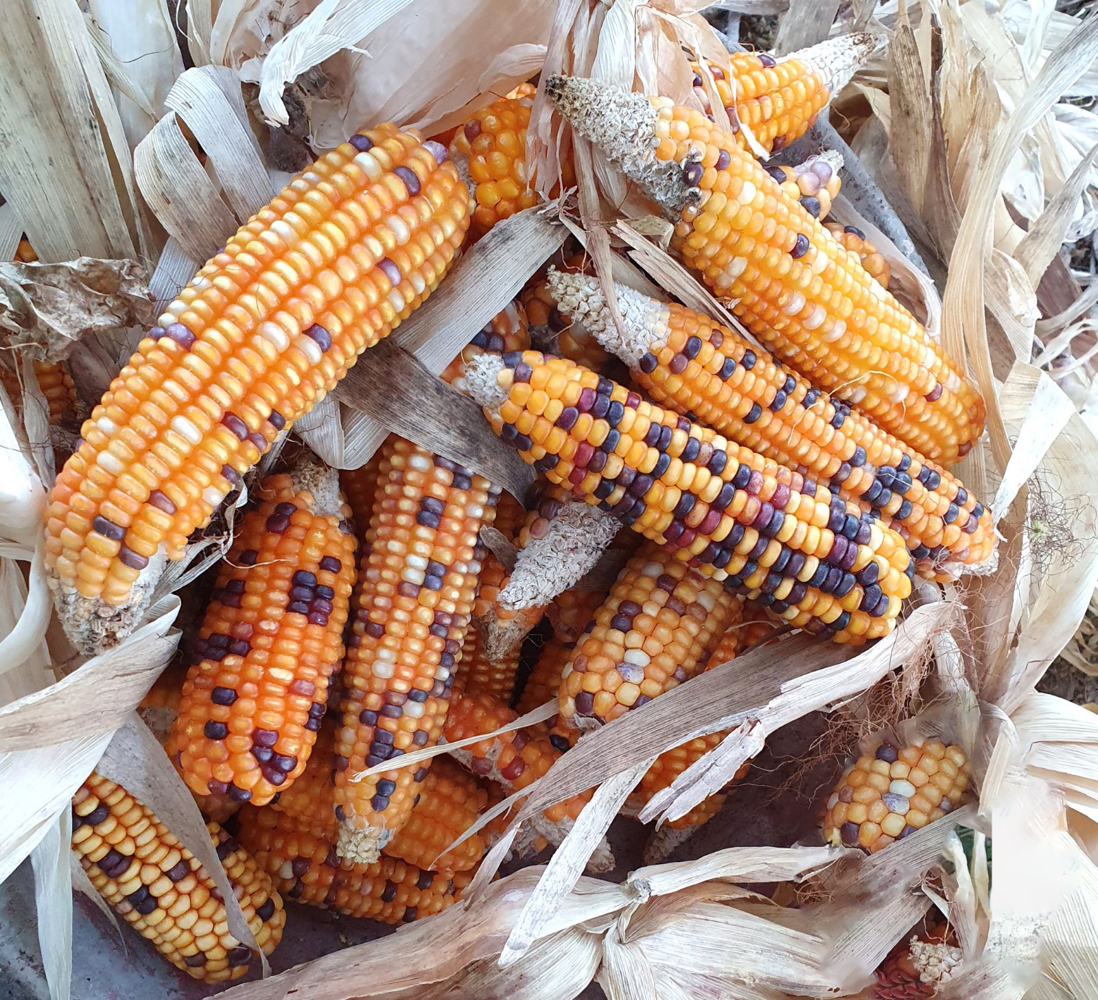 MULTI COLOR CORN MAIZE | பல நிறமக்காசோளம்
