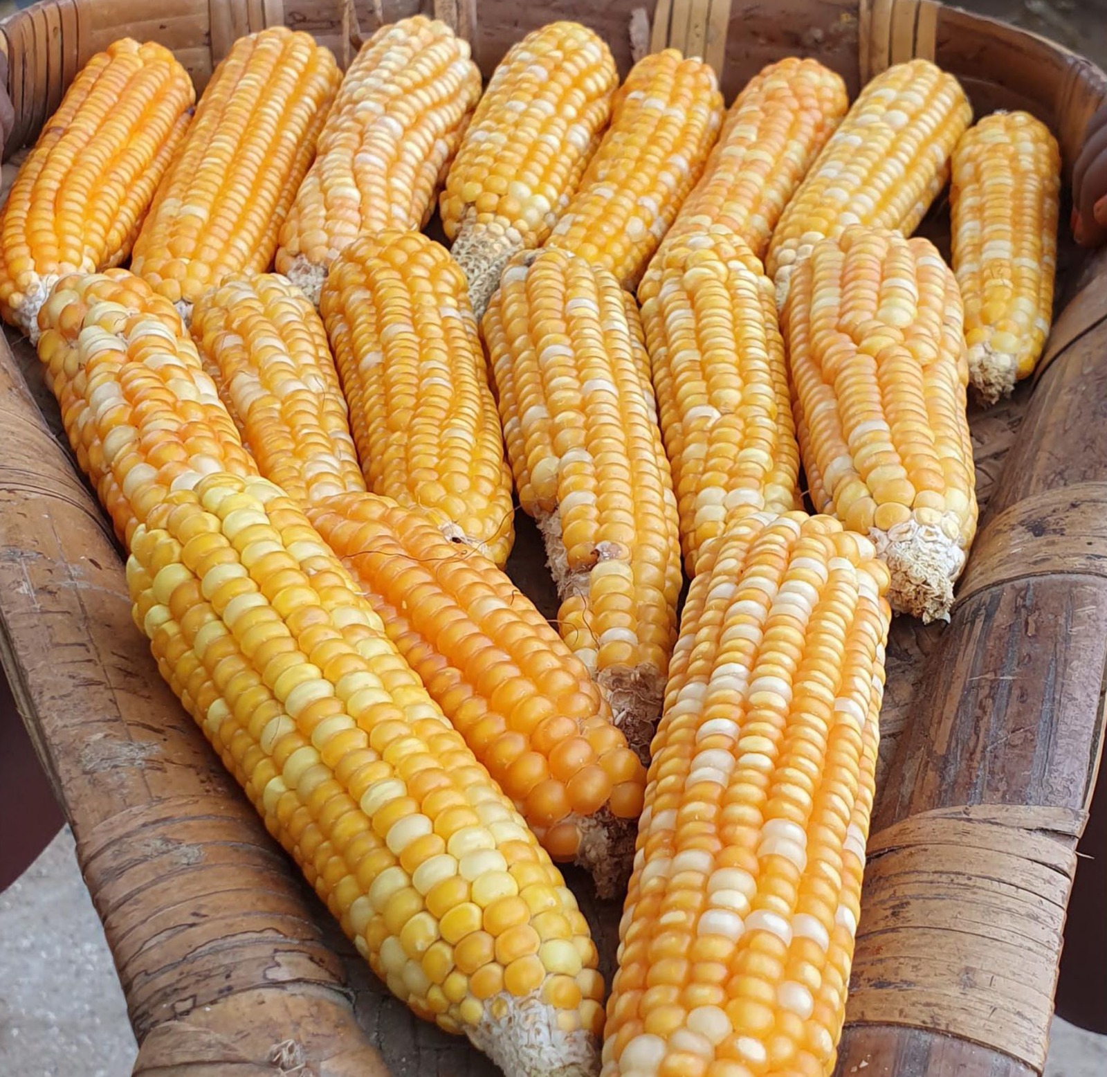 Maize - White and Yellow | மஞ்சள் வெள்ளை மக்காச்சோளம்