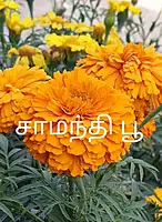 Samanthi poo | சாமந்தி பூ