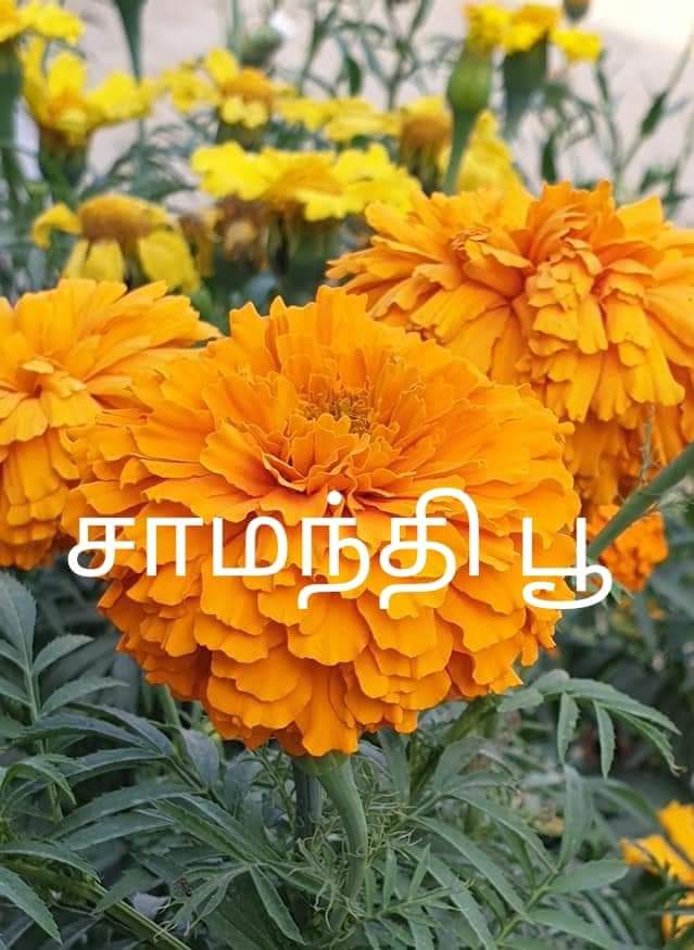 Samanthi poo | சாமந்தி பூ