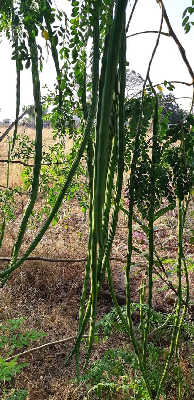 Yal Drumstick | யாழ் முருங்கை