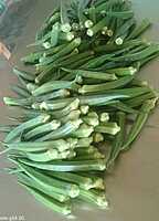 LADIES FINGER LONG GREEN | வெண்டை நீள் பச்சை