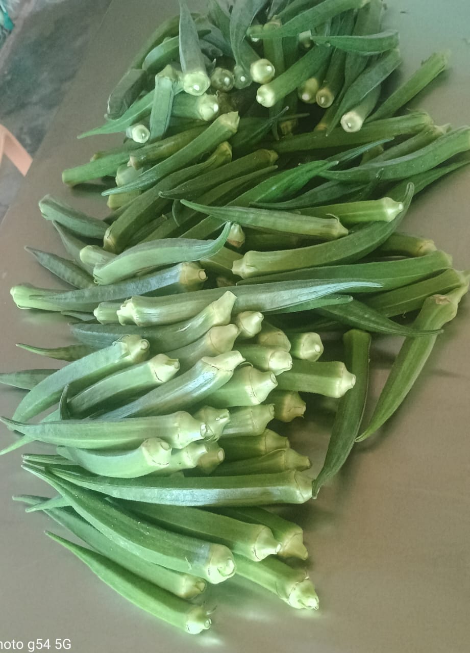 LADIES FINGER LONG GREEN | வெண்டை நீள் பச்சை