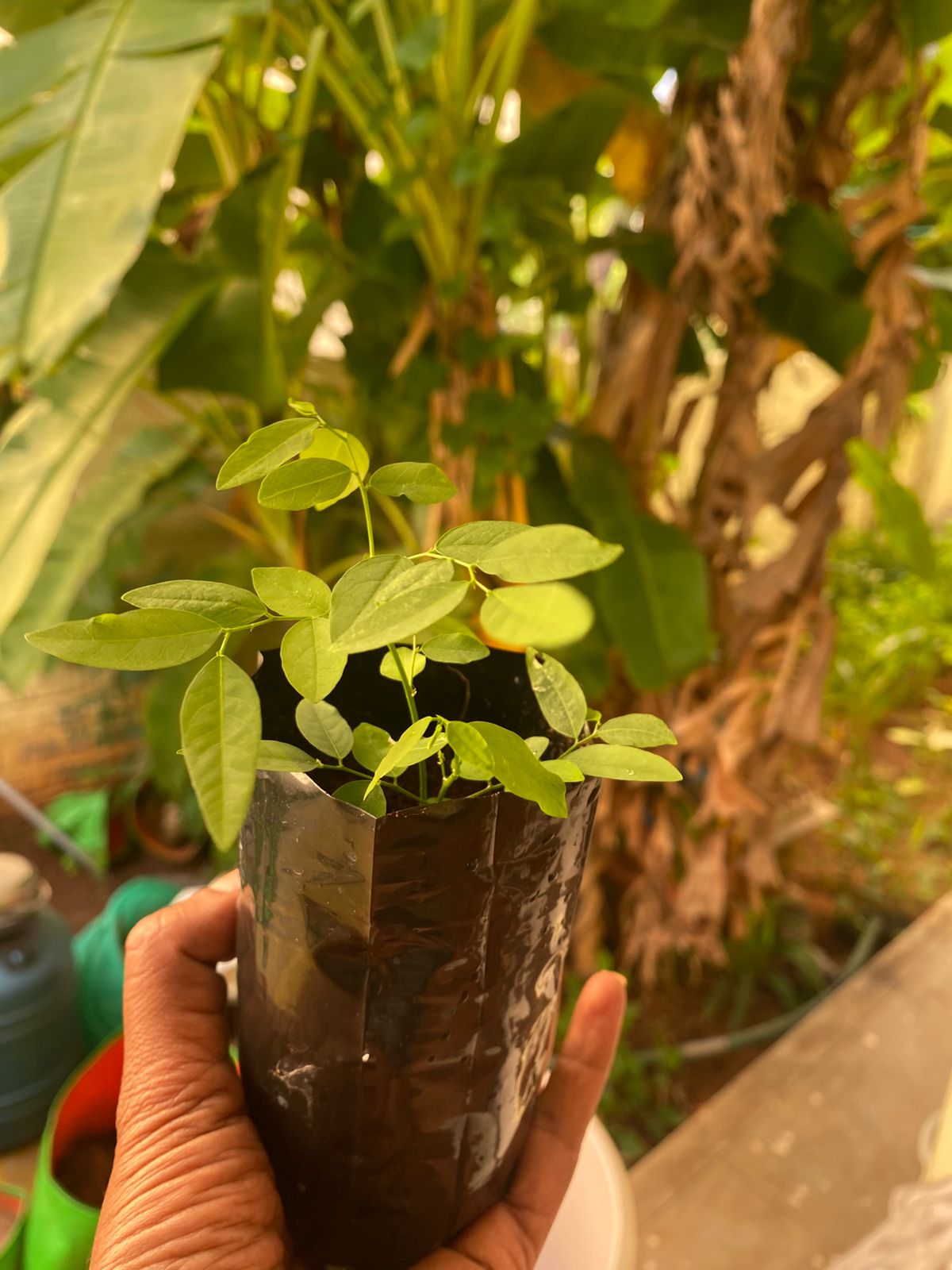 தவசிகீரை நாற்று | Thavasikeerai Natru (Multivitamin Plant)