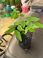 தவசிகீரை நாற்று | Thavasikeerai Natru (Multivitamin Plant)